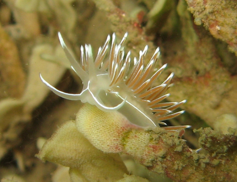 Abbs August '09 019a.jpg